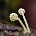 Mycena_speirea_bh6661