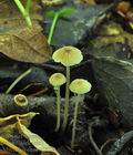 Mycena_speirea_bo0214