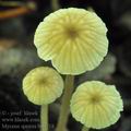 Mycena_speirea_bo0218