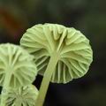 Mycena_speirea_bo0227