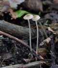 Mycena_speirea_br4822