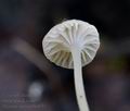 Mycena_speirea_br4831