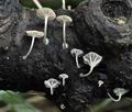 Mycena_speirea_jd2988