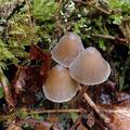 Mycena_stipata_ak2330