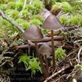 Mycena_stipata_ak2392