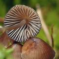 Mycena_stipata_ak2409