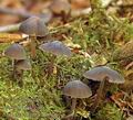 Mycena_stipata_al6576