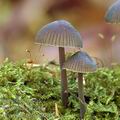 Mycena_stipata_al6584