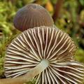 Mycena_stipata_al6588