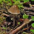 Mycena_stipata_bk5057