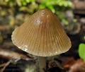 Mycena_stipata_bk5065