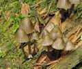 Mycena_stipata_bk5277