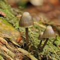 Mycena_stipata_bk5284