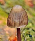 Mycena_stipata_bk5291