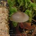 Mycena_strobilicola_aj7663