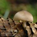 Mycena_strobilicola_aj7681