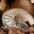 Mycena_strobilicola_aj7687