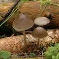 Mycena_strobilicola_aj7709