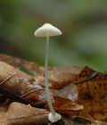 Mycena_stylobates_af6196