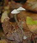 Mycena_stylobates_af6228