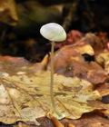 Mycena_stylobates_bh6854