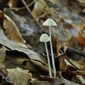 Mycena_stylobates_bh7935