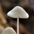 Mycena_stylobates_bh7939