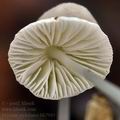 Mycena_stylobates_bh7943