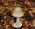 Mycena_stylobates_bv5140