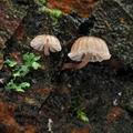 Mycena_supina_bm9690