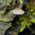 Mycena_supina_bm9705