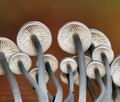 Mycena_tintinnabulum_bi8407