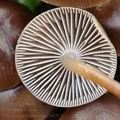 Mycena_tintinnabulum_bi8503