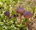 Mycena_viridimarginata_bf8690