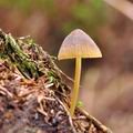 Mycena_viridimarginata_bh7293