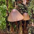 Mycena_viridimarginata_bh7714