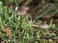 Mycena_viridimarginata_bu4360