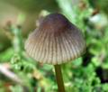 Mycena_viridimarginata_bu4366