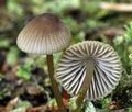 Mycena_viridimarginata_bu4368