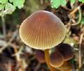 Mycena_viridimarginata_bu4525