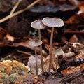 Mycena_vitilis_bi6512