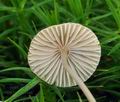 Mycena_vitilis_bo6923