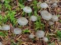 Mycena_vulgaris_bm7420