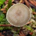 Mycena_vulgaris_bm7432