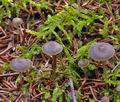 Mycena_vulgaris_bm7433