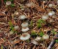 Mycena_vulgaris_bm7437