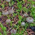 Mycena_vulgaris_bm7440