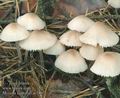 Mycena_zephyrus_ac7897