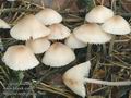 Mycena_zephyrus_ac7900