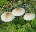 Mycena_zephyrus_ac8066